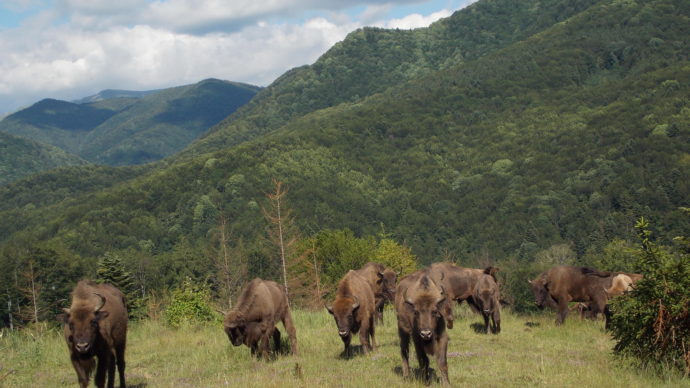 Bison in the Tarcu Moutains / WWF Romania