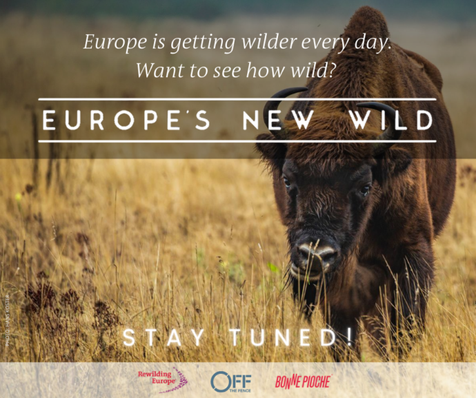 Europe's New Wild  