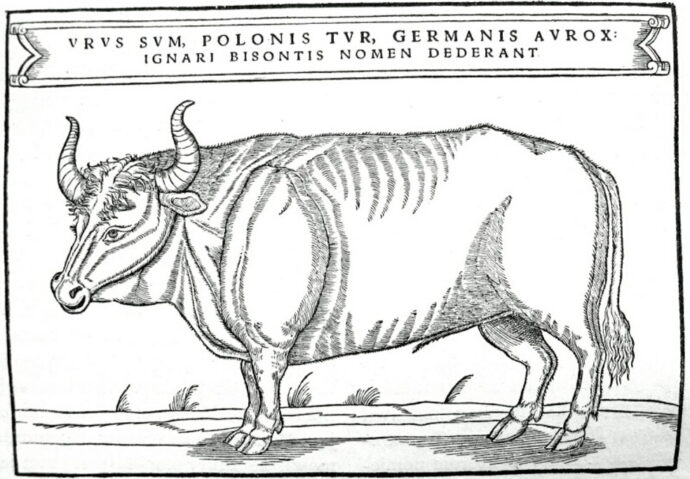 Bour în ilustrație din 1556