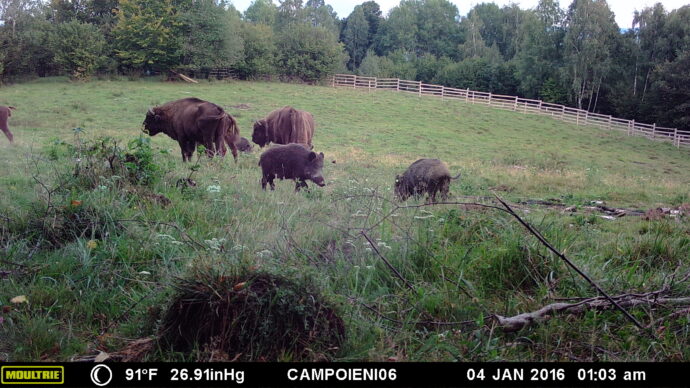 Camera trap showing bison eating alongside wild boar