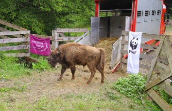 Bison release in the Southern Carpathians rewilding area, Romania