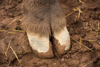 The cloven hoof of a European bison