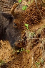 Release of the European bison in the Tarcu mountains nature reserve