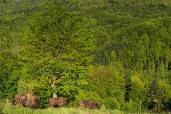 European bison in the Tarcu mountains nature reserve