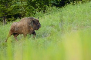 European bison (Bison bonasus), in the Tarçu Mountains Natura 2000 site, Southern Carpathians, Romania. 