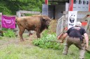 Bison release in the Southern Carpathians rewilding area, Romania