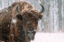 Bison in the winter © Daniel Mîrlea